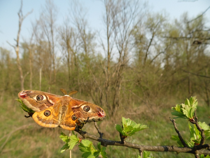 Parco del Ticino 18.4.13